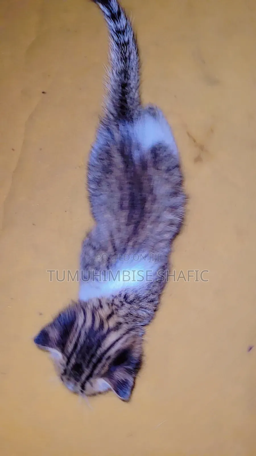 1-3 months Male Purebred Cat