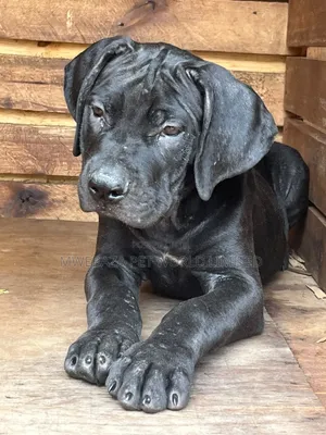 1-3 months Male Purebred Bullmastiff