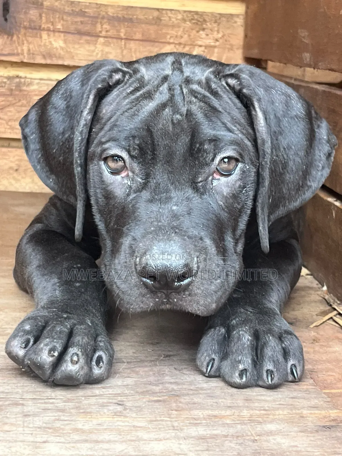 1-3 months Male Purebred Bullmastiff