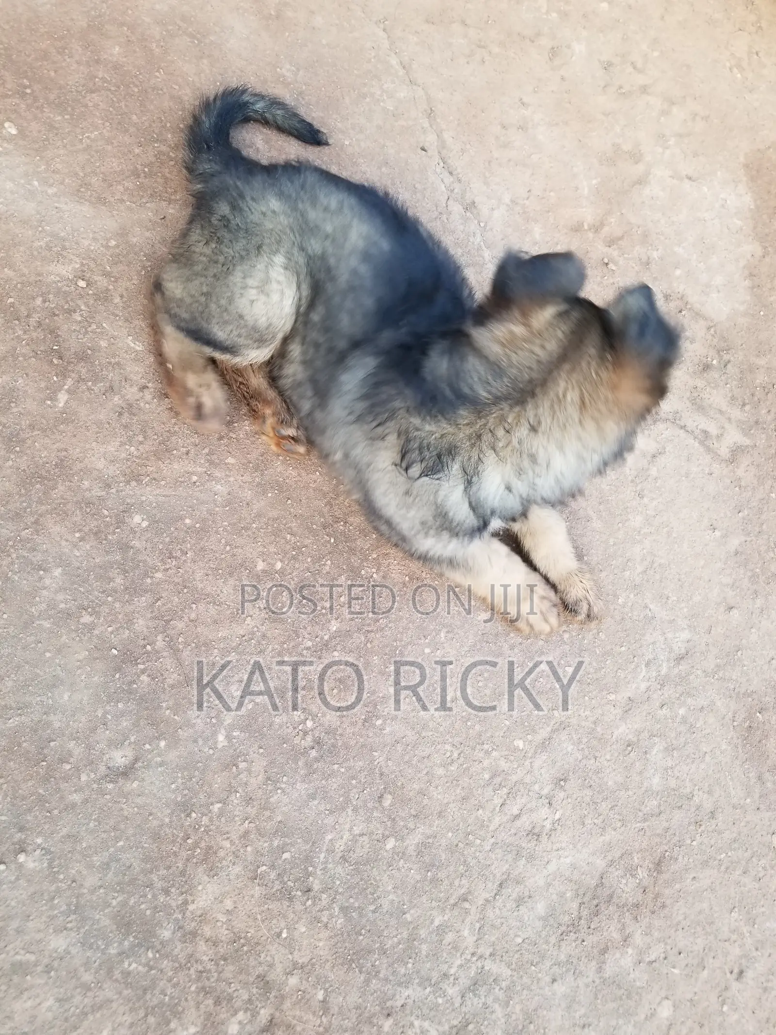 1-3 months Male Purebred German Shepherd