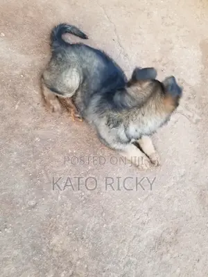 1-3 months Male Purebred German Shepherd