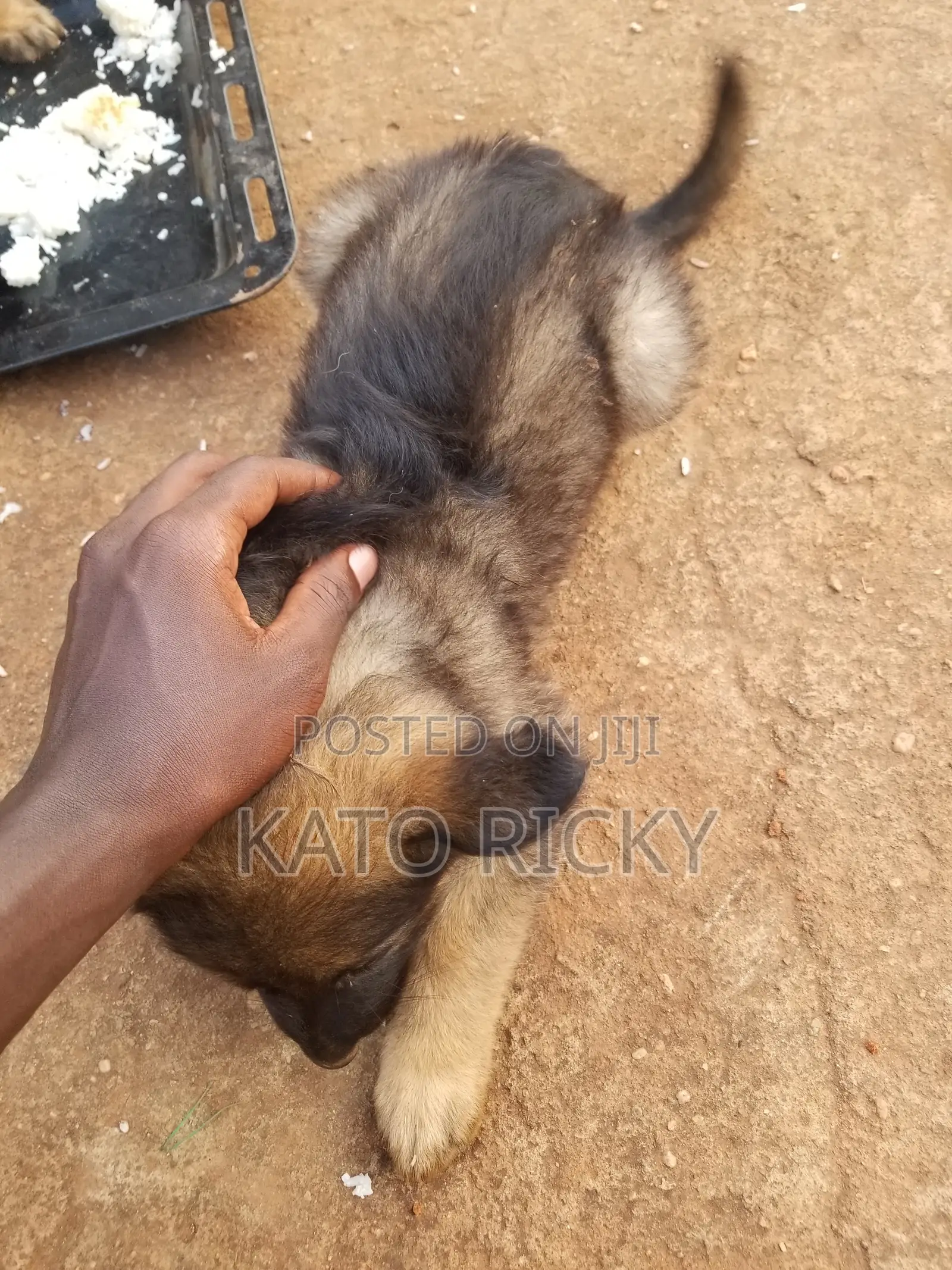 1-3 months Male Purebred German Shepherd