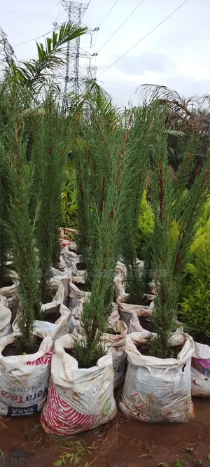 Italian Cyprus Trees