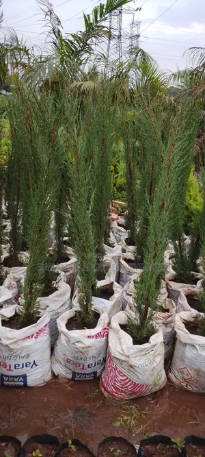 Italian Cyprus Trees