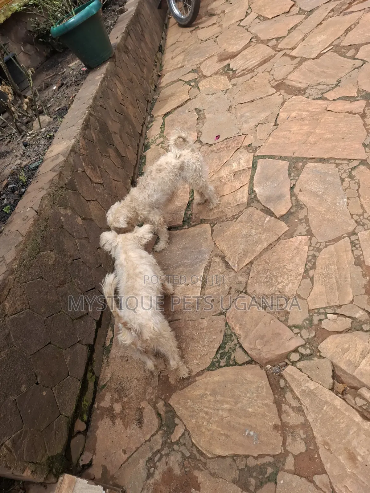 1+ year Female Purebred Maltese