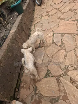 1+ year Female Purebred Maltese