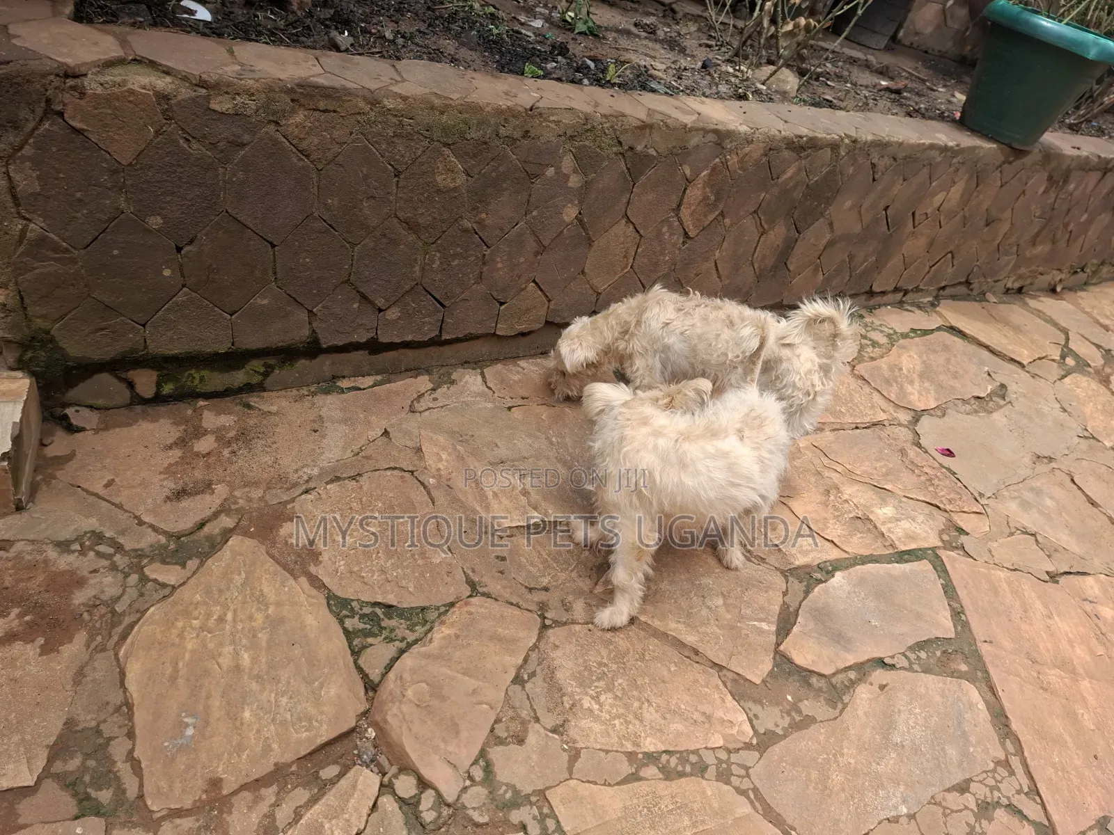 1+ year Female Purebred Maltese