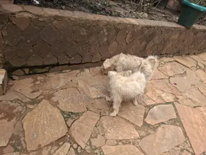 1+ year Female Purebred Maltese
