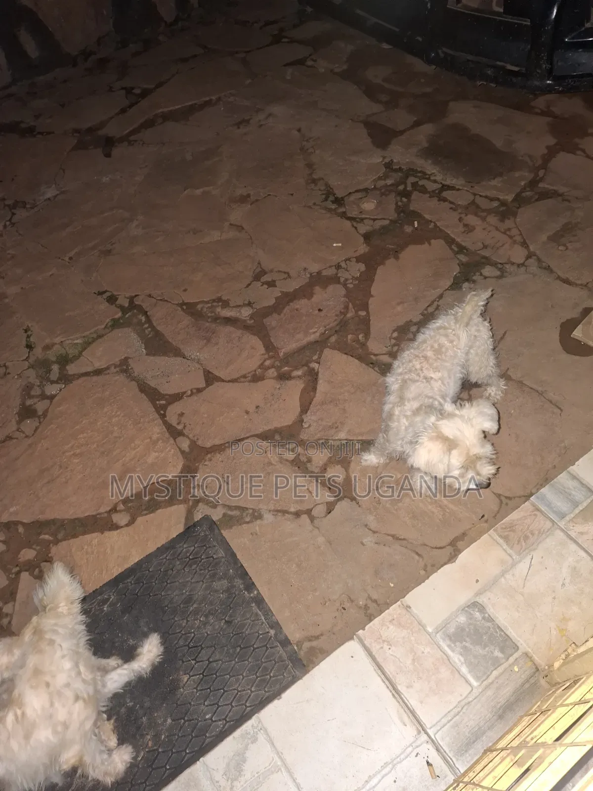 1+ year Female Purebred Maltese