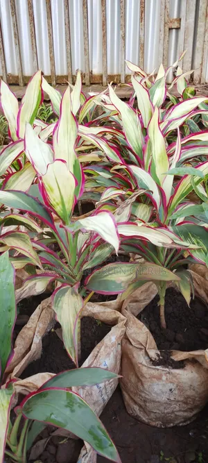 Colorful Cordyline