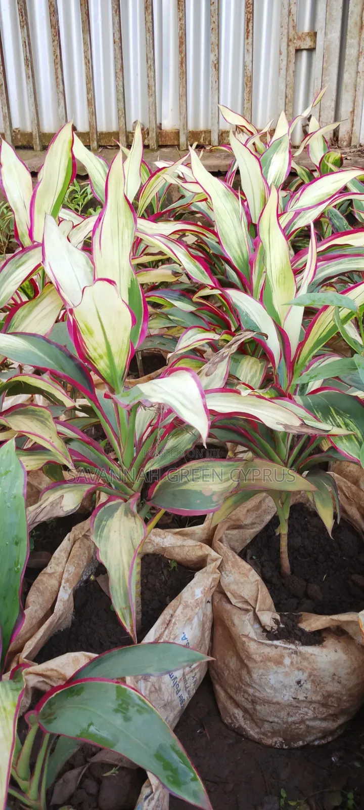 Colorful Cordyline