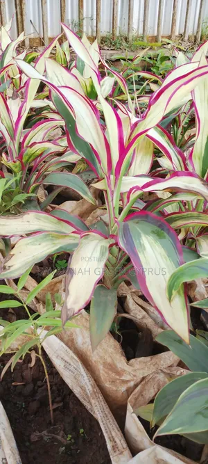Colorful Cordyline