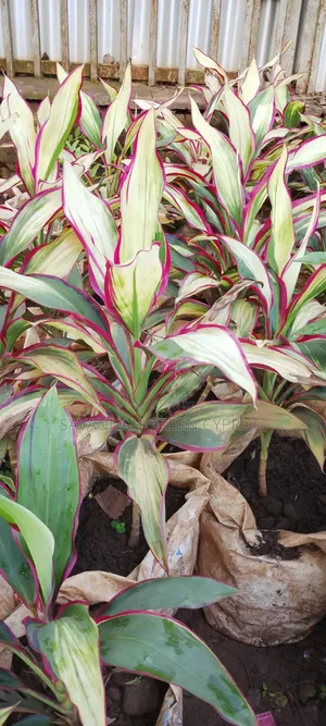 Colorful Cordyline