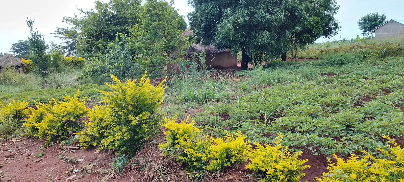 Land & Plot for Sale Here