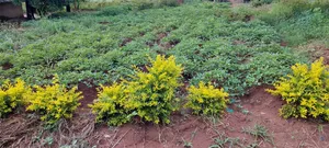 Land & Plot for Sale Here