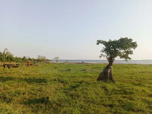 Lake Shore Land
