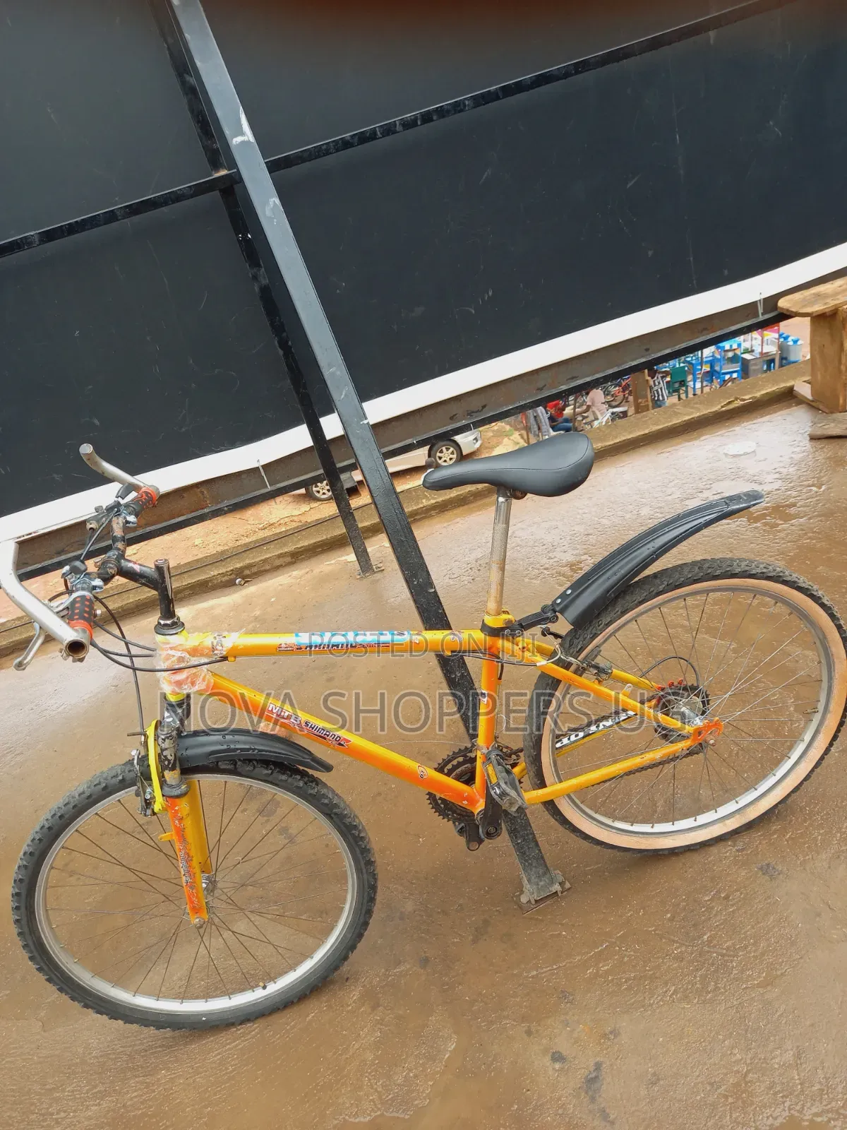 Adult Bicycle