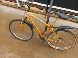 Adult Bicycle