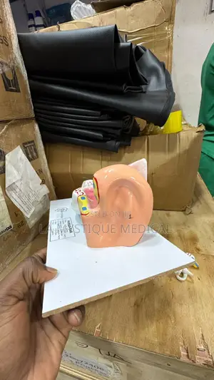 Human Ear Model