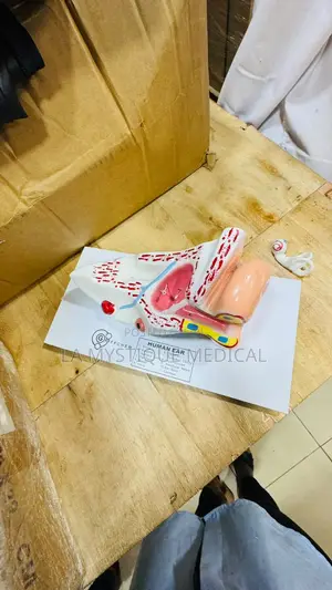Human Ear Model