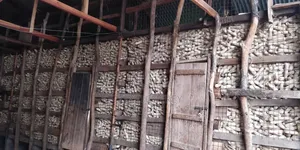 Highland Maize