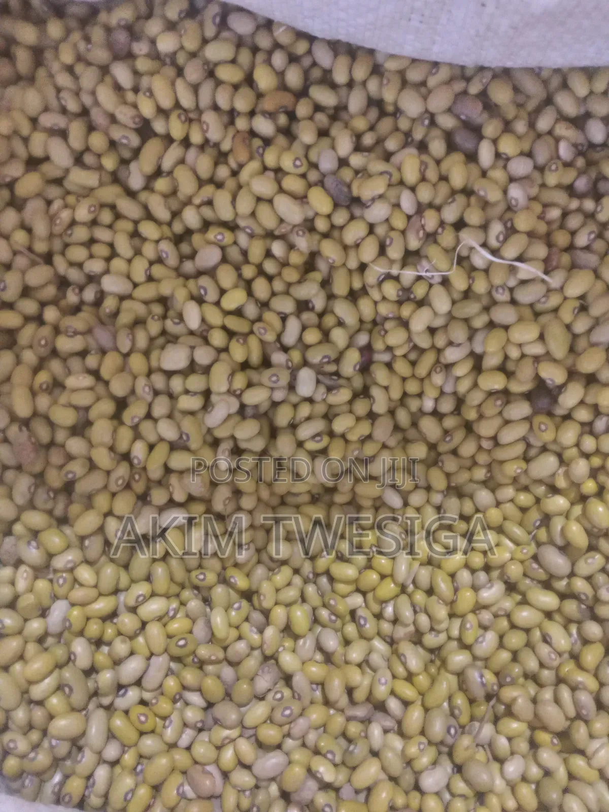 Yellow Beans