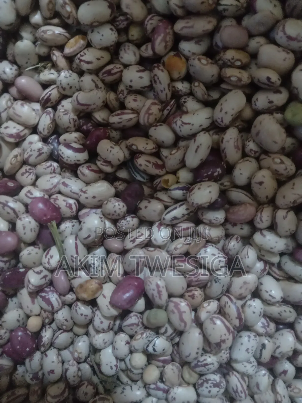 Masavu Beans