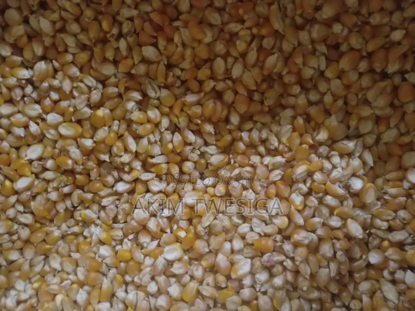 Fresh Popcorn