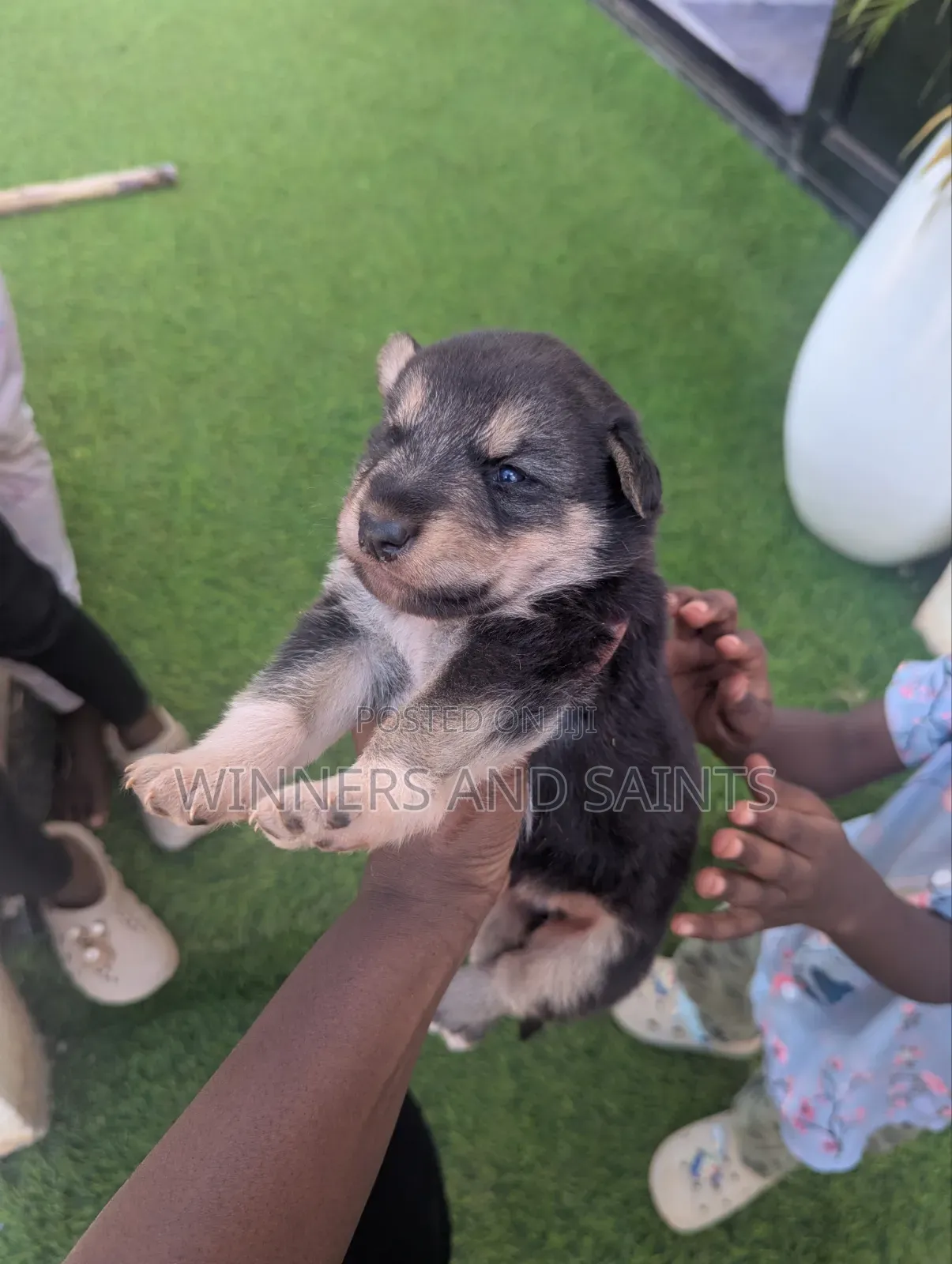 0-1 month Male Mixed Breed Rottweiler