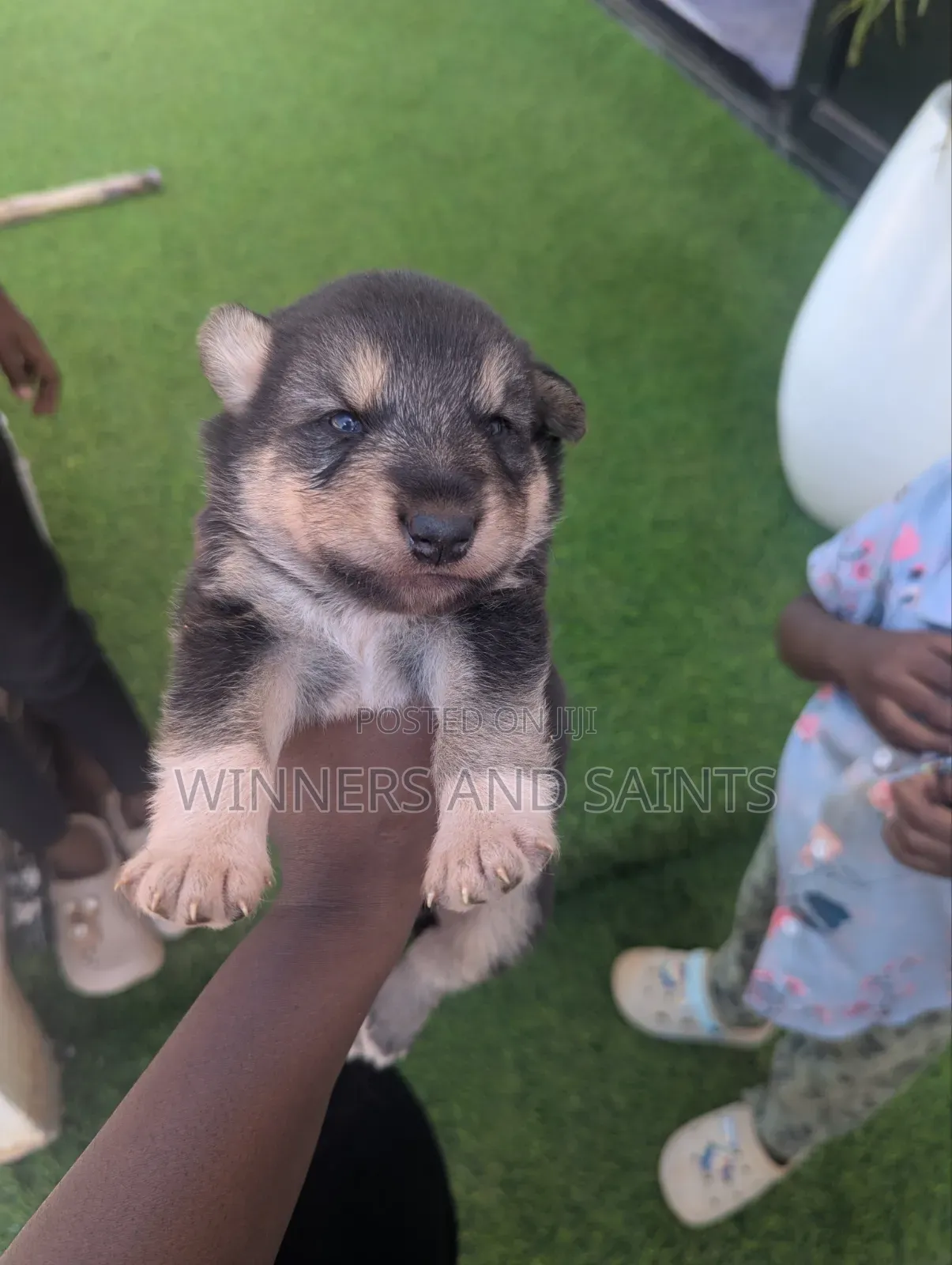 0-1 month Male Mixed Breed Rottweiler