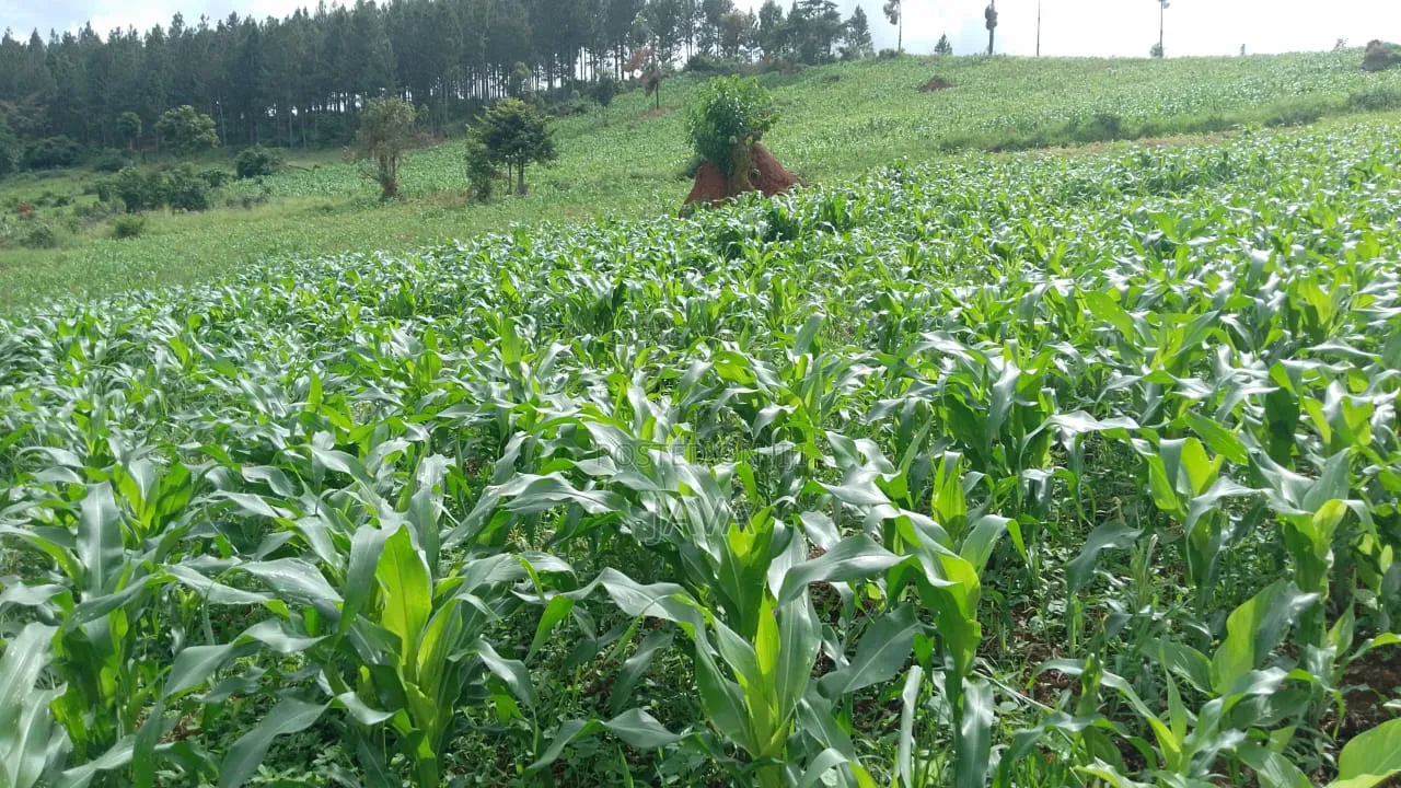 1 Acre of Land