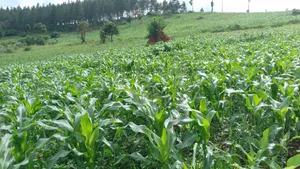 1 Acre of Land