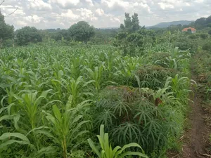 1 Acre of Land