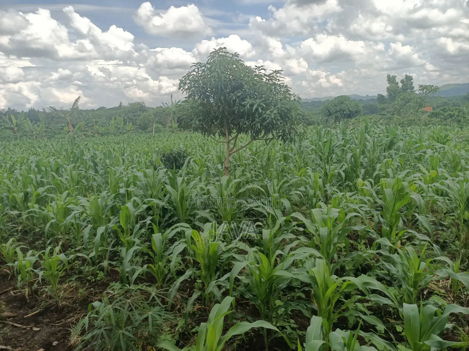 1 Acre of Land