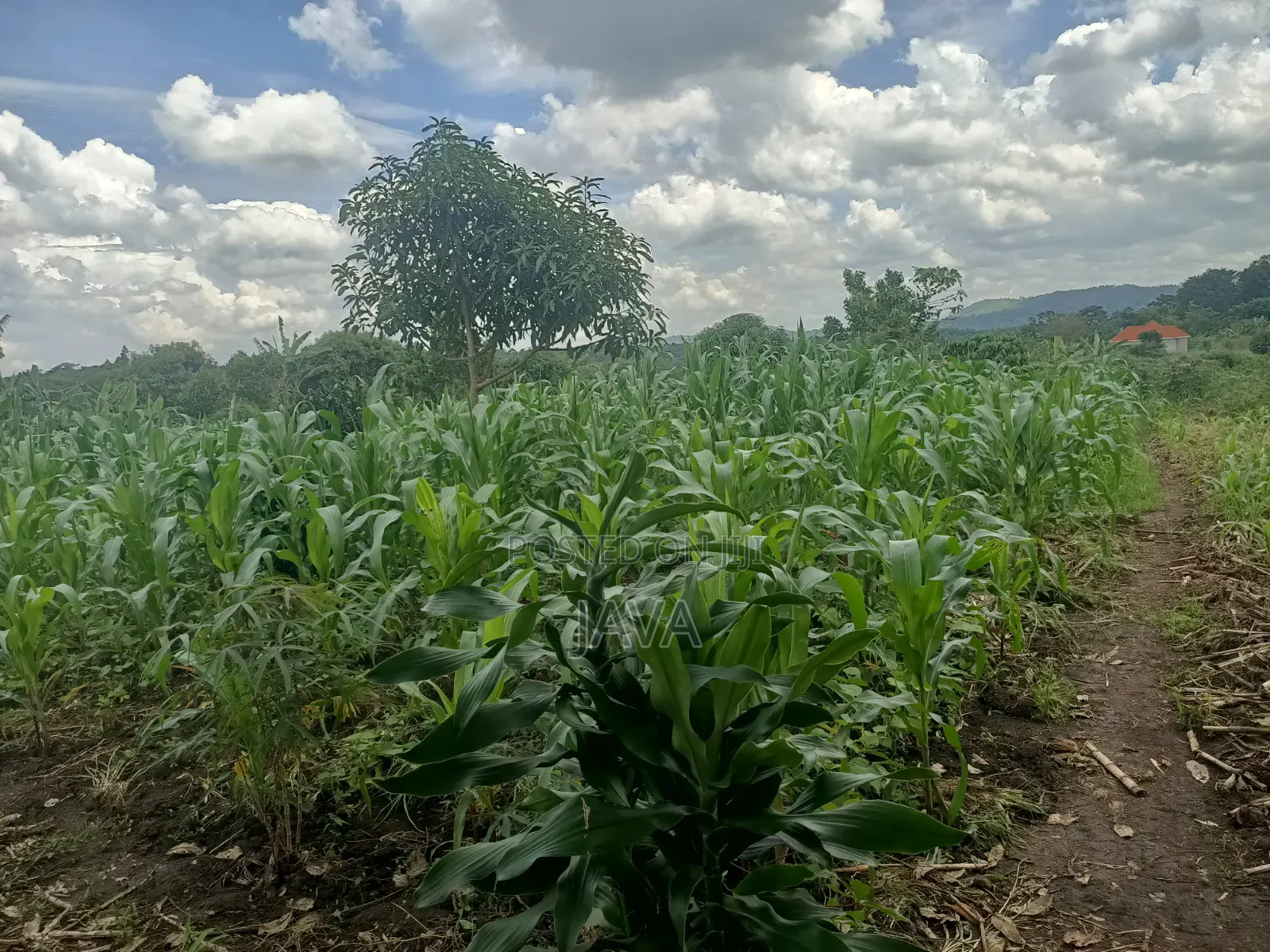 1 Acre of Land