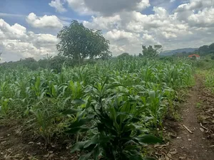 1 Acre of Land