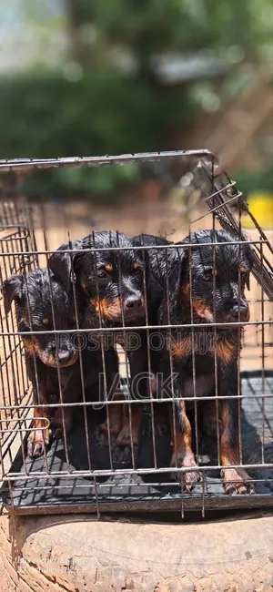 1-3 months Male Purebred Rottweiler