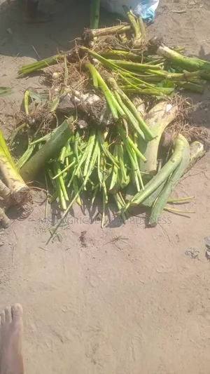 Yam Suckers (Omayuni/Bwayise)