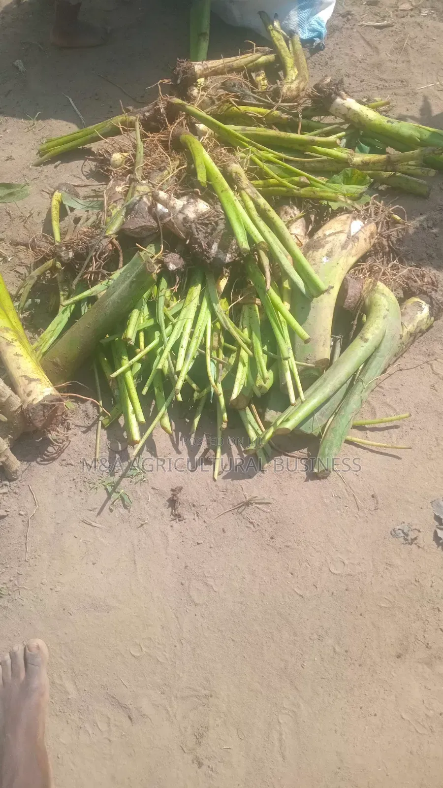 Yam Suckers (Omayuni/Bwayise)