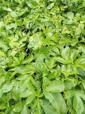 Kawanda Hybrid Passion Fruit Seedlings
