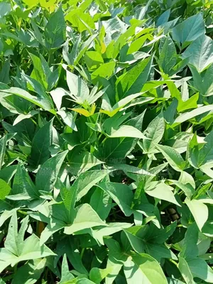 Sweet Potato Leaves