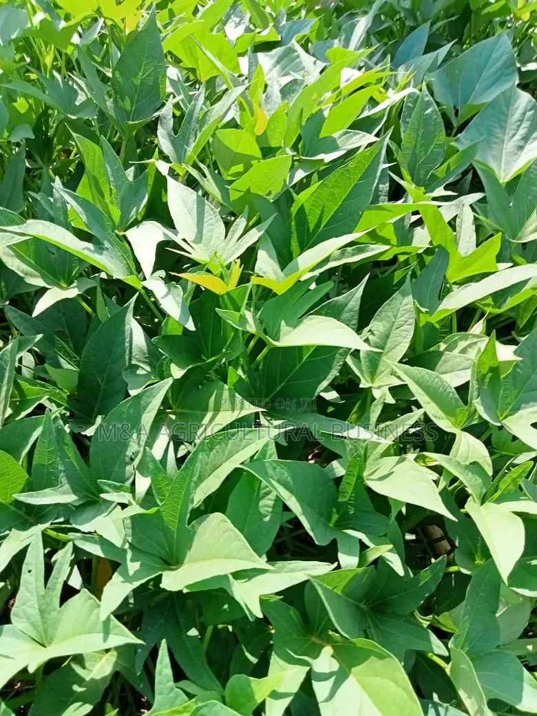 Sweet Potato Leaves