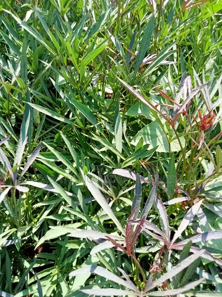 Sweet Potato Leaves