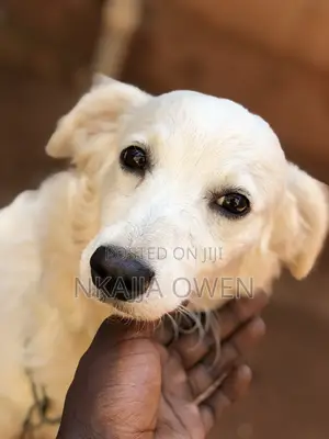 3-6 months Male Purebred Japanese Spitz