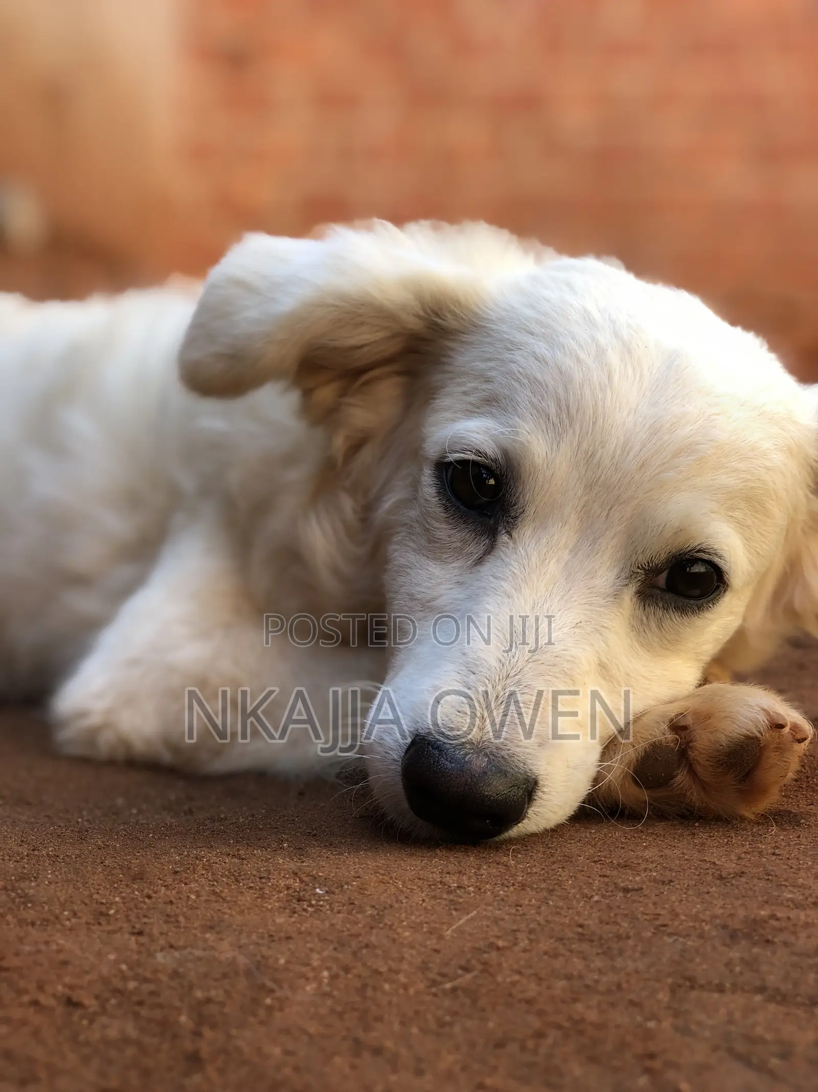3-6 months Male Purebred Japanese Spitz