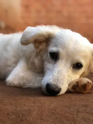 3-6 months Male Purebred Japanese Spitz