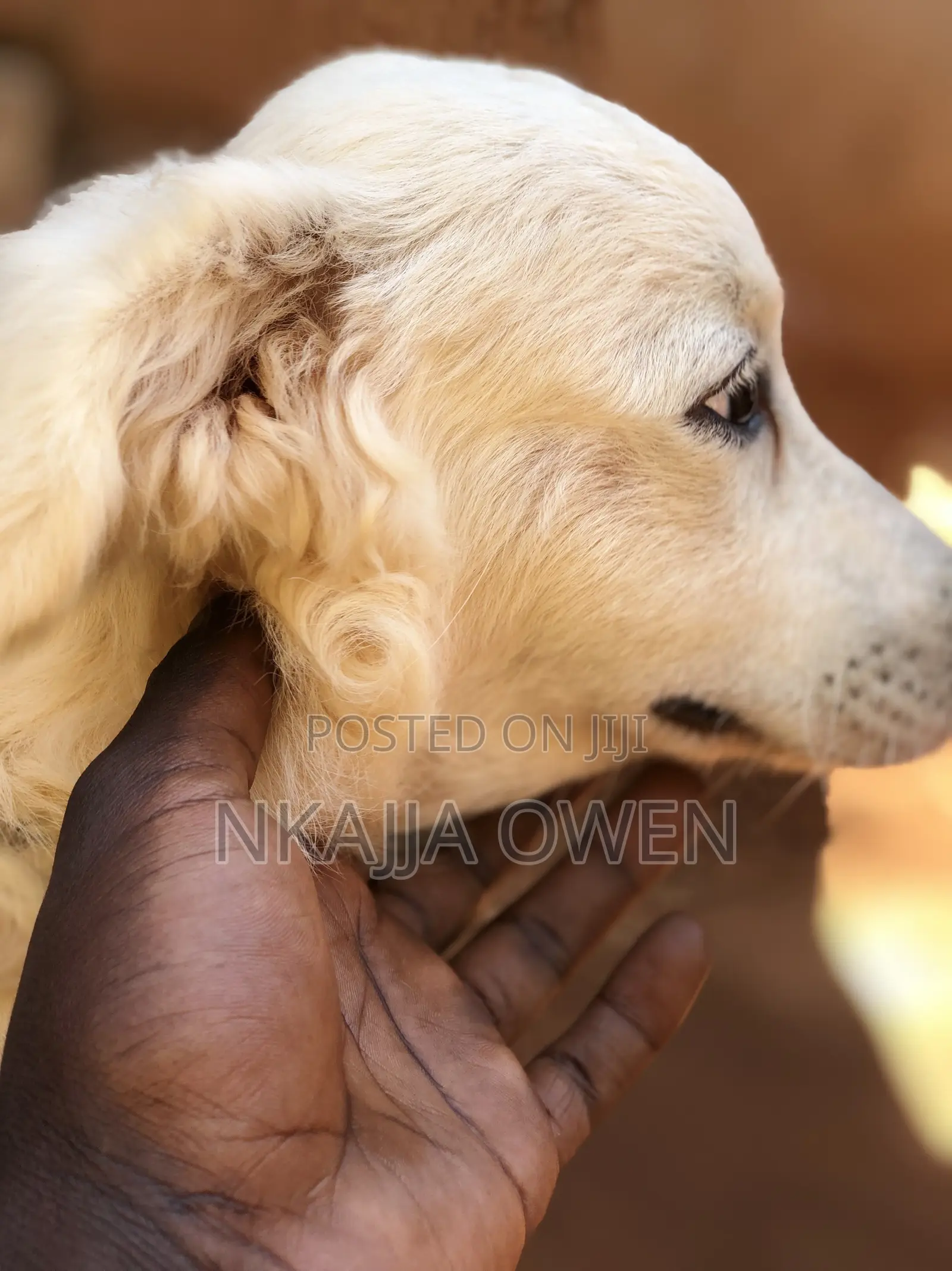 3-6 months Male Purebred Japanese Spitz