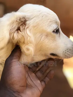 3-6 months Male Purebred Japanese Spitz