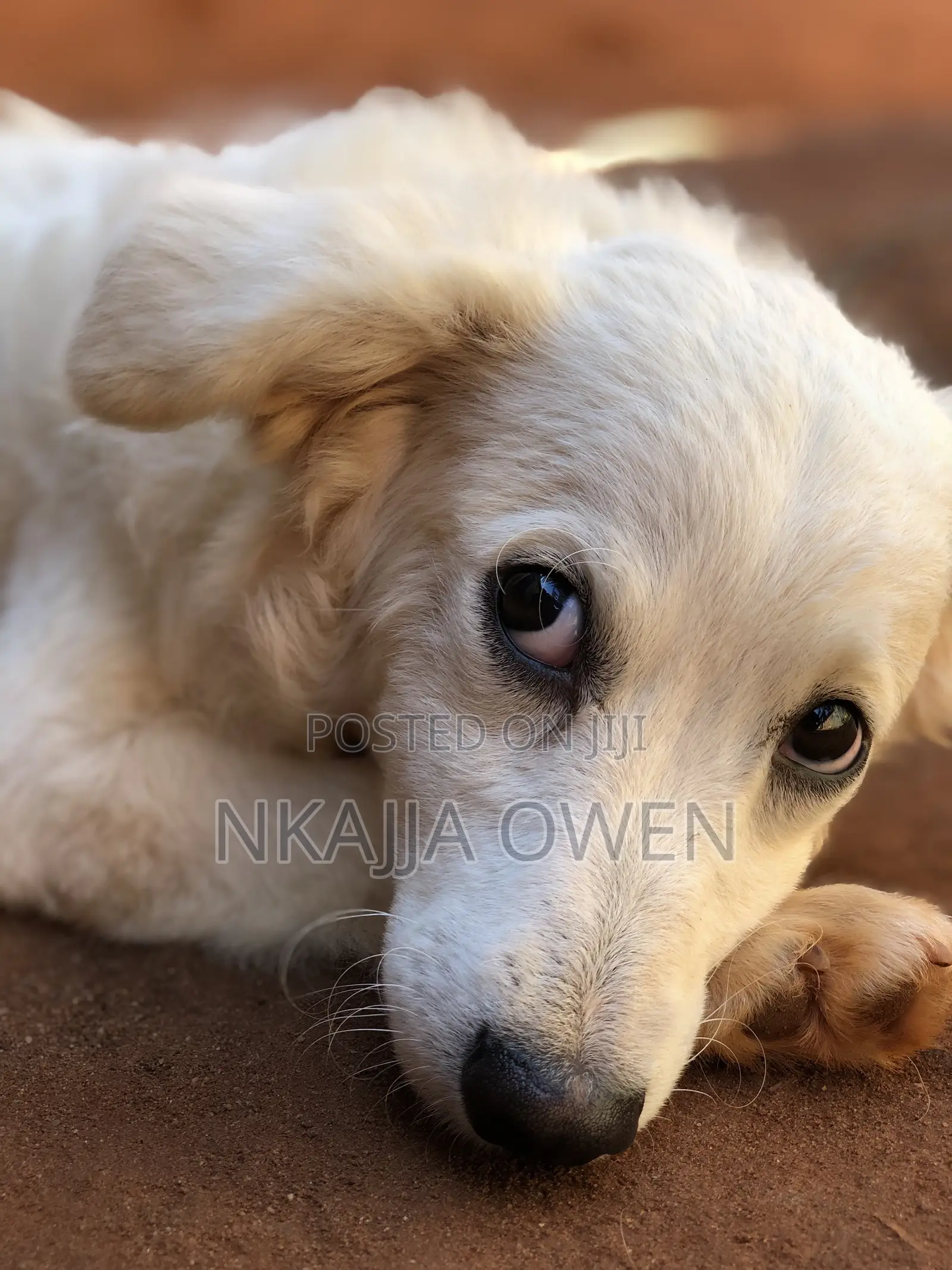 3-6 months Male Purebred Japanese Spitz
