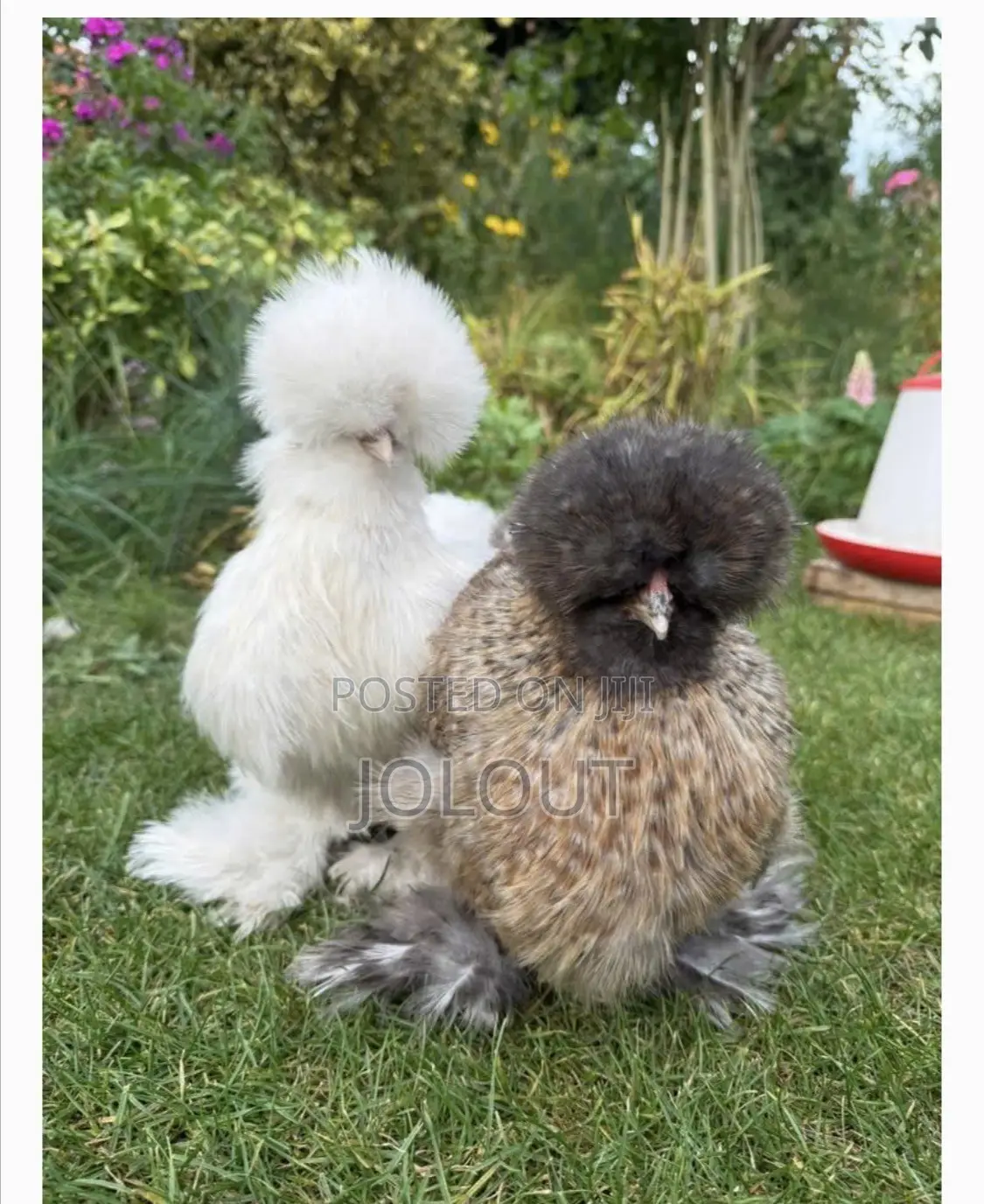 Ornamental Chicken
